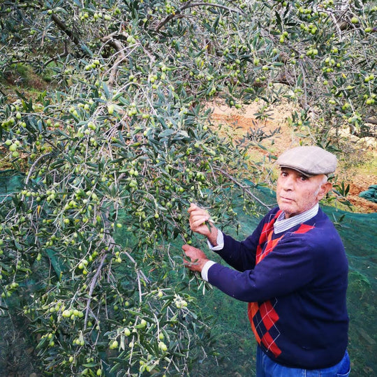 raccolta a mano delle Olive di Nocellara