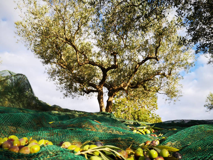 olio extravergine di oliva 100% italiano Nocellara